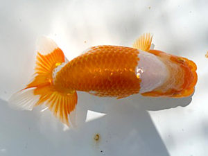 湘南らんちゅう会　第一回研究会　3位　荒井宣裕