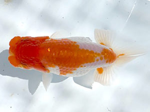 湘南らんちゅう会　研究会　5位　城所慎一