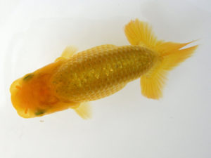 研究会　特選3　青木三吉