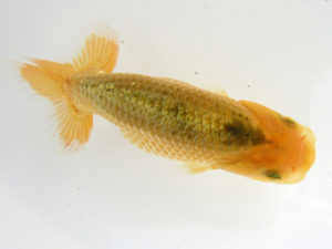 研究会　特選5　荘司三郎