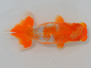 土佐らんちゅう愛好会 東大関 塩崎 智 土佐らんちゅう愛好会 東大関 塩崎 智