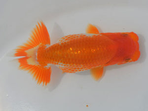 土佐らんちゅう愛好会 西大関 中居正二 土佐らんちゅう愛好会 西大関 中居正二