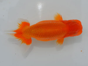 土佐らんちゅう愛好会 立行司 川村和己 土佐らんちゅう愛好会 立行司 川村和己