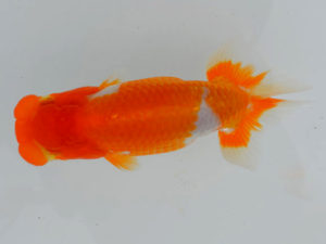 土佐らんちゅう愛好会 東取締 川本智祥 土佐らんちゅう愛好会 東取締 川本智祥