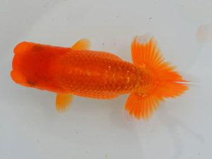 土佐らんちゅう愛好会 西取締 高見光男 土佐らんちゅう愛好会 西取締 高見光男