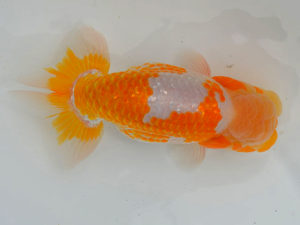 土佐らんちゅう愛好会 西大関 塩崎 智 土佐らんちゅう愛好会 西大関 塩崎 智