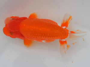 土佐らんちゅう愛好会 立行司 矢本貞雄 土佐らんちゅう愛好会 立行司 矢本貞雄