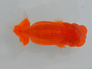 土佐らんちゅう愛好会 東取締 川崎大慈 土佐らんちゅう愛好会 東取締 川崎大慈