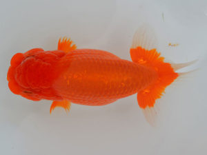 土佐らんちゅう愛好会 西取締 細川隆憲 土佐らんちゅう愛好会 西取締 細川隆憲