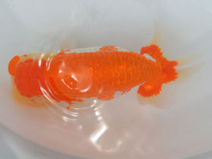 土佐らんちゅう愛好会 東大関 川本智祥 土佐らんちゅう愛好会 東大関 川本智祥