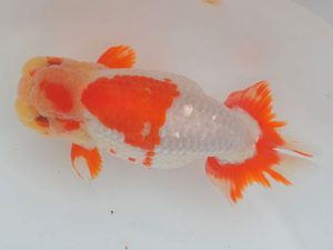 土佐らんちゅう愛好会 立行司 細川隆憲 土佐らんちゅう愛好会 立行司 細川隆憲