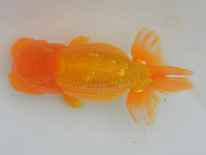 土佐らんちゅう愛好会 東取締 高野宮 章 土佐らんちゅう愛好会 東取締 高野宮 章