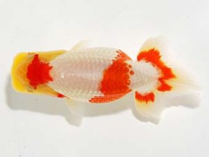 横浜観魚会　第一回研究会　1位　安田正伯