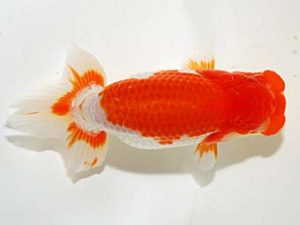 横浜観魚会　第一回研究会　2位　齋藤一成