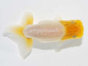 横浜観魚会　第一回研究会　4位　望月武雄