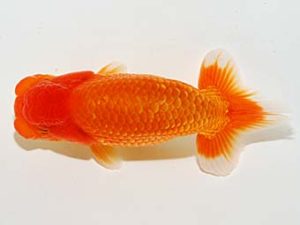 横浜観魚会　第一回研究会　5位　藤川直子