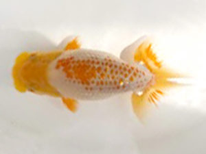 知多昇蘭会　西大関　野口　弘　半田