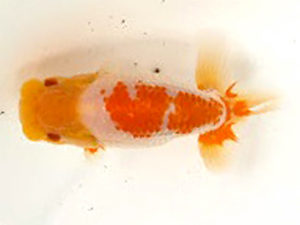 知多昇蘭会　立行司　榊原英樹　武豊