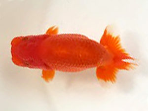 知多昇蘭会　東取締　山田芳人　清須