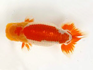 知多昇蘭会　西取締　立松大介　津島