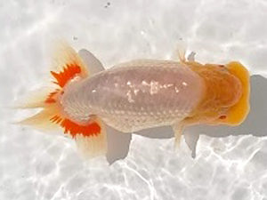 知多昇蘭会　東大関　舟田伸一　津