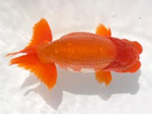 知多昇蘭会　西大関　高須一三　名古屋