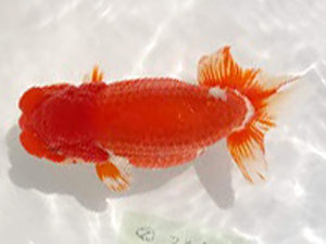 知多昇蘭会　立行司　小濱照明　松阪