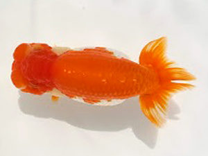 知多昇蘭会　東取締　西澤広行　安城