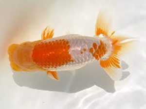 知多昇蘭会　西取締　小濱照明　松阪