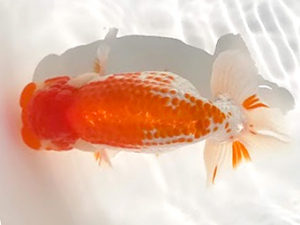 知多昇蘭会　東大関　野口　弘　半田