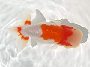 知多昇蘭会　西大関　都築正典　常滑