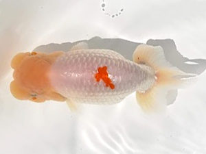 知多昇蘭会　立行司　荒井実明　西尾