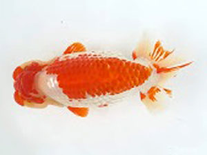 知多昇蘭会　西取締　石黒英明　南知多