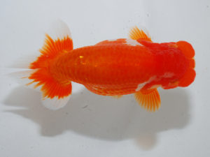 日本らんちう協会中部本部大会　兼　三重らんちゅう会品評大会 勧進元一　伊藤信男　三重