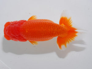 日本らんちう協会中部本部大会　兼　三重らんちゅう会品評大会 勧進元二　金　敏幸　愛知