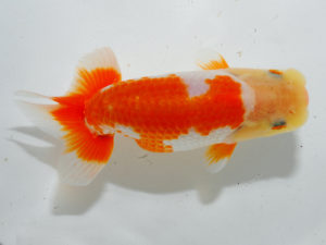 日本らんちう協会中部本部大会　兼　三重らんちゅう会品評大会 行司一　稲葉信泰　愛知