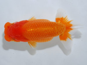 日本らんちう協会中部本部大会　兼　三重らんちゅう会品評大会 行司二　寺尾弘行　愛知