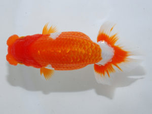 日本らんちう協会中部本部大会　兼　三重らんちゅう会品評大会 行司三　伊藤信男　三重