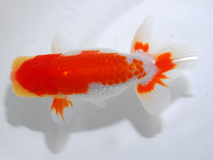 日本らんちう協会中部本部大会　兼　三重らんちゅう会品評大会 脇行司一　小早川義幸　愛知