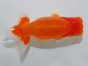 日本らんちう協会中部本部大会　兼　三重らんちゅう会品評大会 脇行司二　田辺貞永　三重