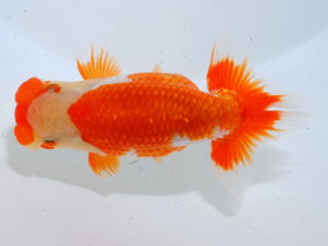 日本らんちう協会中部本部大会　兼　三重らんちゅう会品評大会　立行司　井戸本　唯　三重