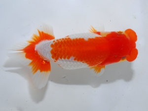 日本らんちう協会中部本部大会　兼　三重らんちゅう会品評大会　取締一　山田重夫　愛知