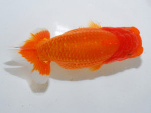 日本らんちう協会中部本部大会　兼　三重らんちゅう会品評大会　取締二　下村政嗣　三重