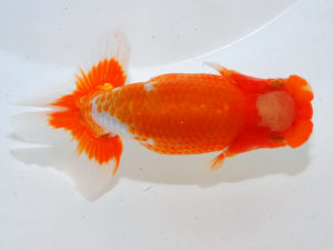 日本らんちう協会中部本部大会　兼　三重らんちゅう会品評大会 東関脇　井戸本　唯　三重