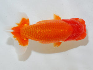 日本らんちう協会中部本部大会　兼　三重らんちゅう会品評大会 西関脇　山田芳人　愛知