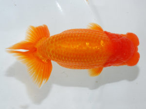 日本らんちう協会中部本部大会　兼　三重らんちゅう会品評大会　東大関　小河　孝　三重