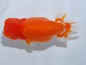 日本らんちう協会中部本部大会　兼　三重らんちゅう会品評大会 勧進元二　寺尾弘行　愛知