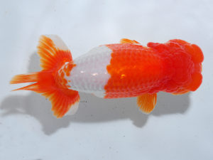 日本らんちう協会中部本部大会　兼　三重らんちゅう会品評大会 行司一　小林弘幸　愛知