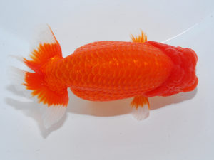 日本らんちう協会中部本部大会　兼　三重らんちゅう会品評大会 行司三　鎌田芳男　愛知