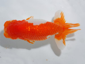 日本らんちう協会中部本部大会　兼　三重らんちゅう会品評大会 脇行司二　小林弘幸　愛知